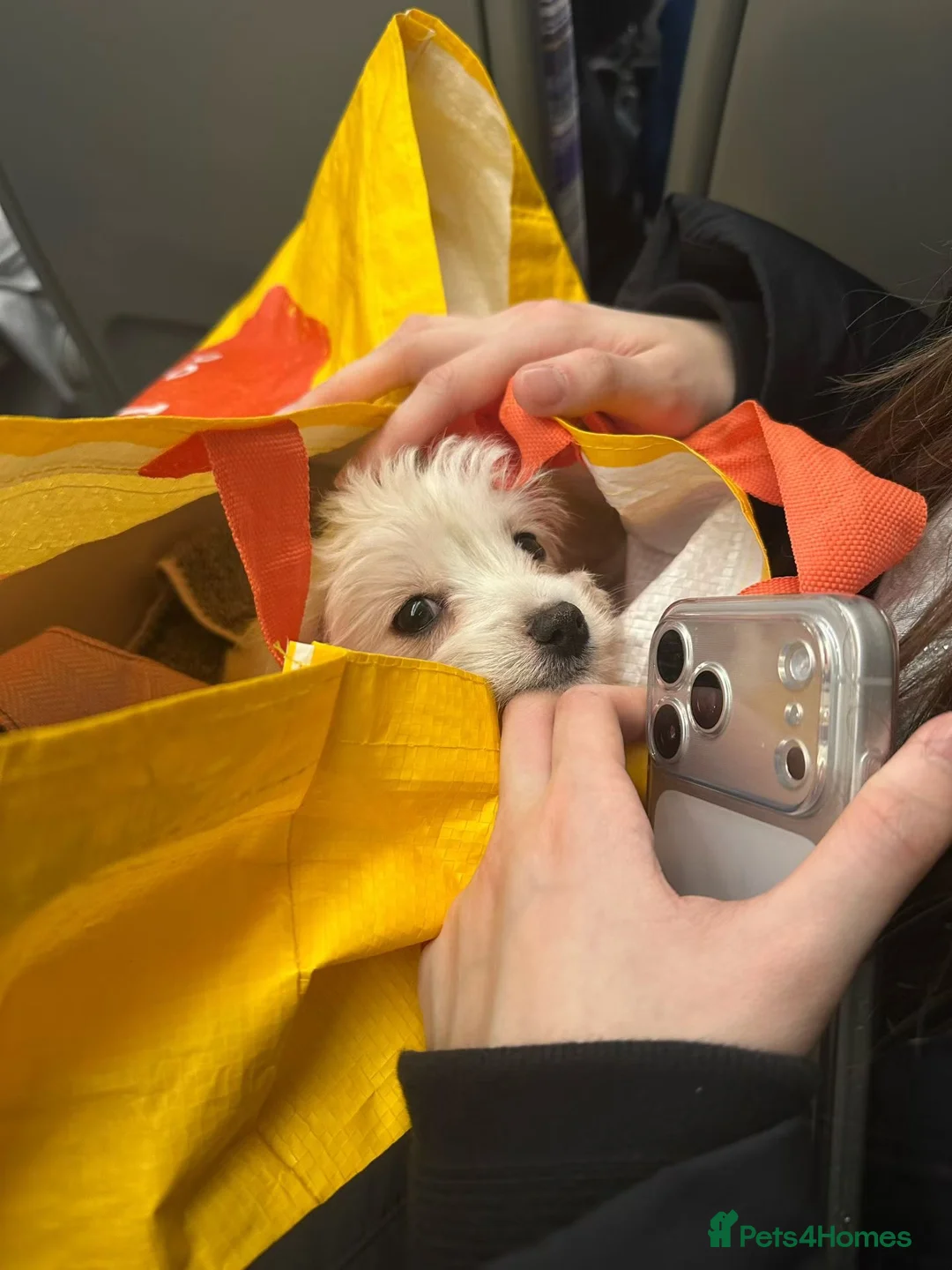 Maltipoo dogs for sale: A lovely Maltipoo - Advert 4