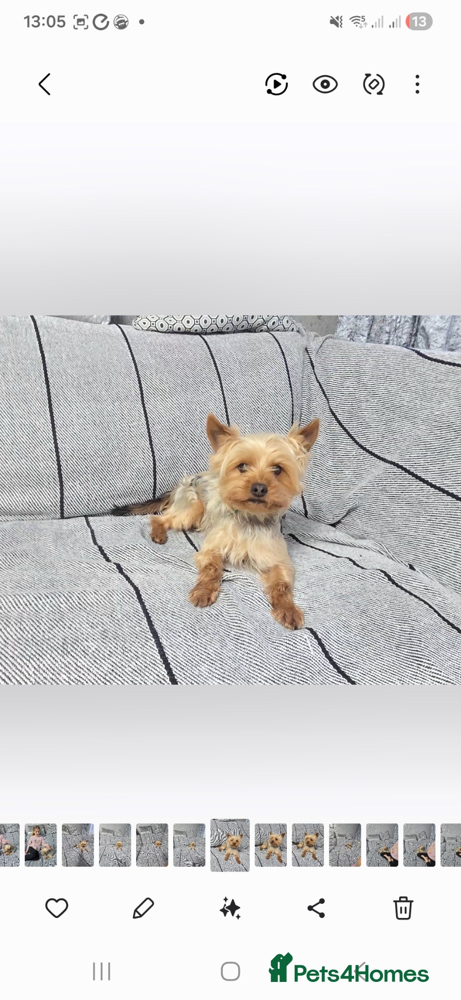 Yorkshire Terrier dogs Yorkshire Terrier - Advert 1