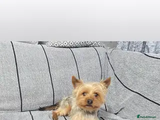 Yorkshire Terrier dogs Yorkshire Terrier - Advert 1