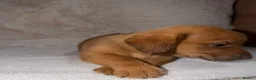Mixed Breed dogs for sale: Dameranian puppies for sale  - Advert 14