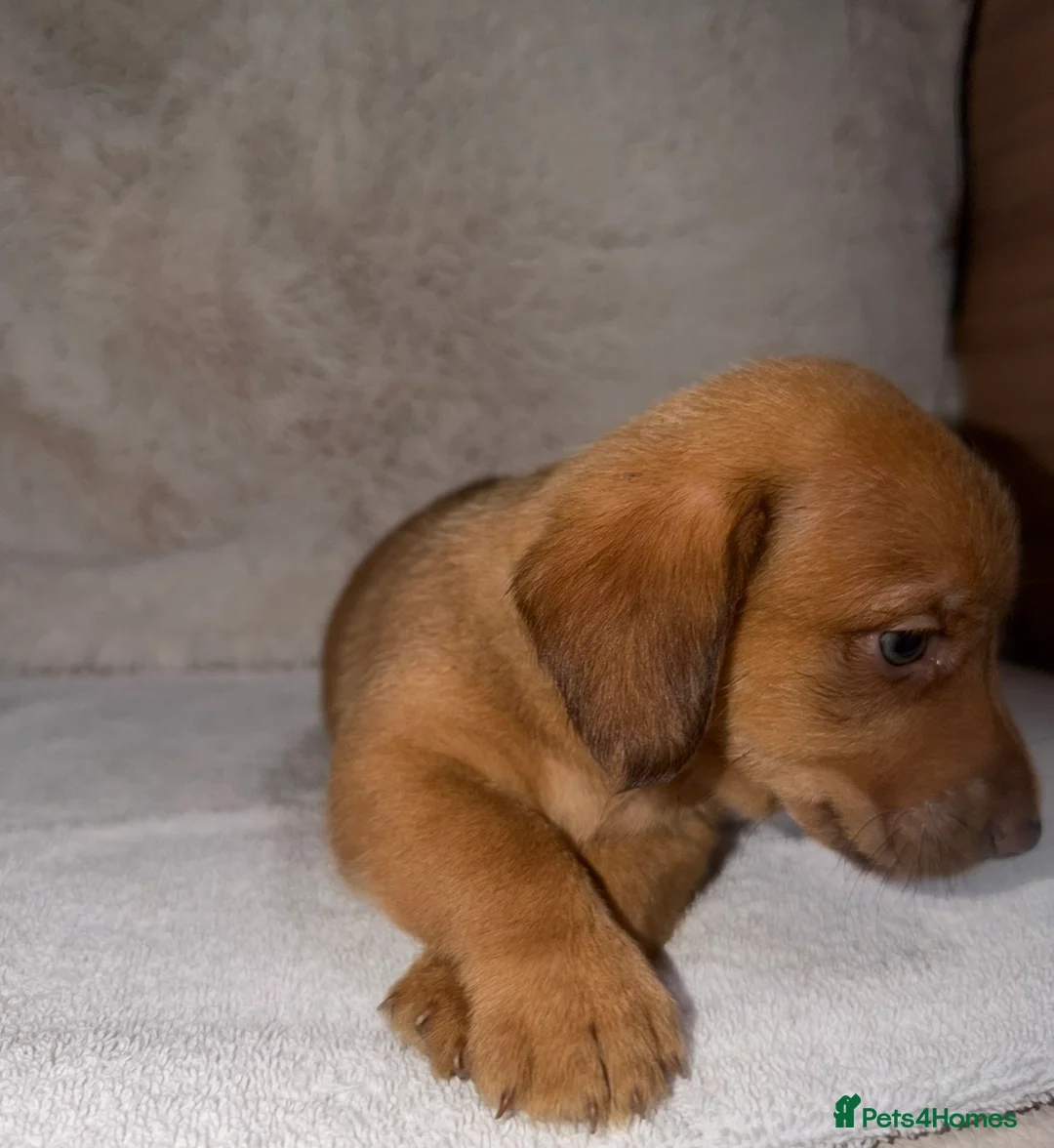 Mixed Breed dogs for sale: Dameranian puppies for sale  - Advert 14