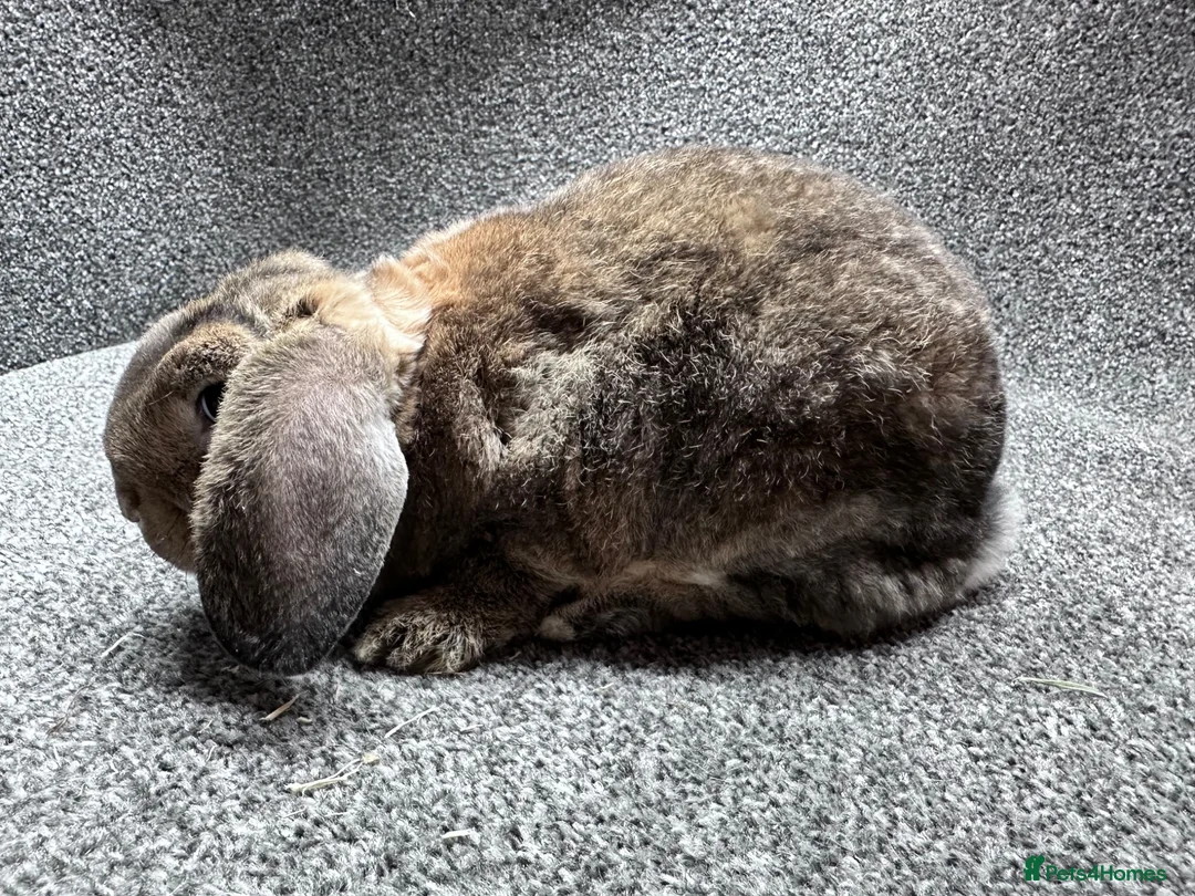 Mini Lop rabbits for sale: Mini plush lop boys - Advert 1