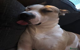 Mixed Breed dogs for sale: Staffy X Husky Pixie. - Image 3