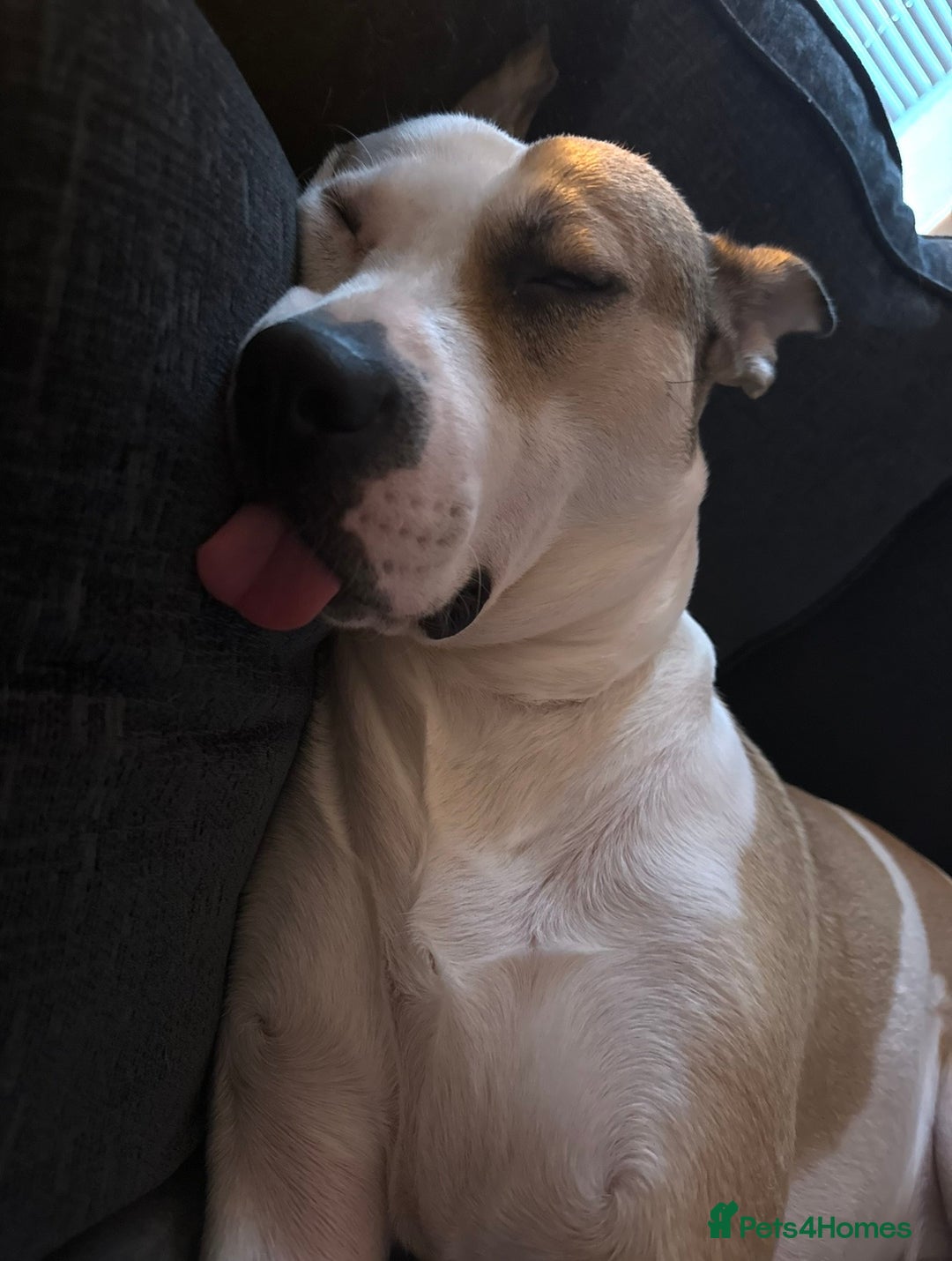 Mixed Breed dogs for sale: Staffy X Husky Pixie. - Image 3