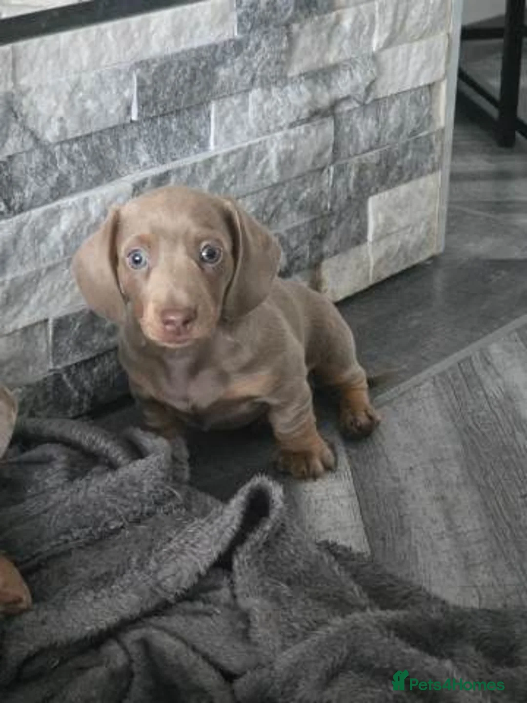 Miniature Dachshund dogs for sale: Lovely Miniature Dachshund Puppies - Advert 8
