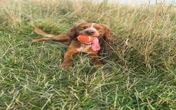 Cocker Spaniel dogs for stud: Working Cocker Spaniel at Stud (Proven) - Advert 1