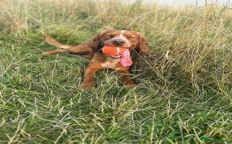 Cocker Spaniel dogs Working Cocker Spaniel at Stud (Proven) - Advert 1