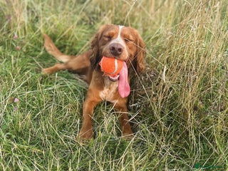 Cocker Spaniel dogs for stud: Working Cocker Spaniel at Stud (Proven) - Advert 1
