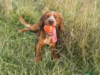 Cocker Spaniel dogs Working Cocker Spaniel at Stud (Proven) - Advert 4