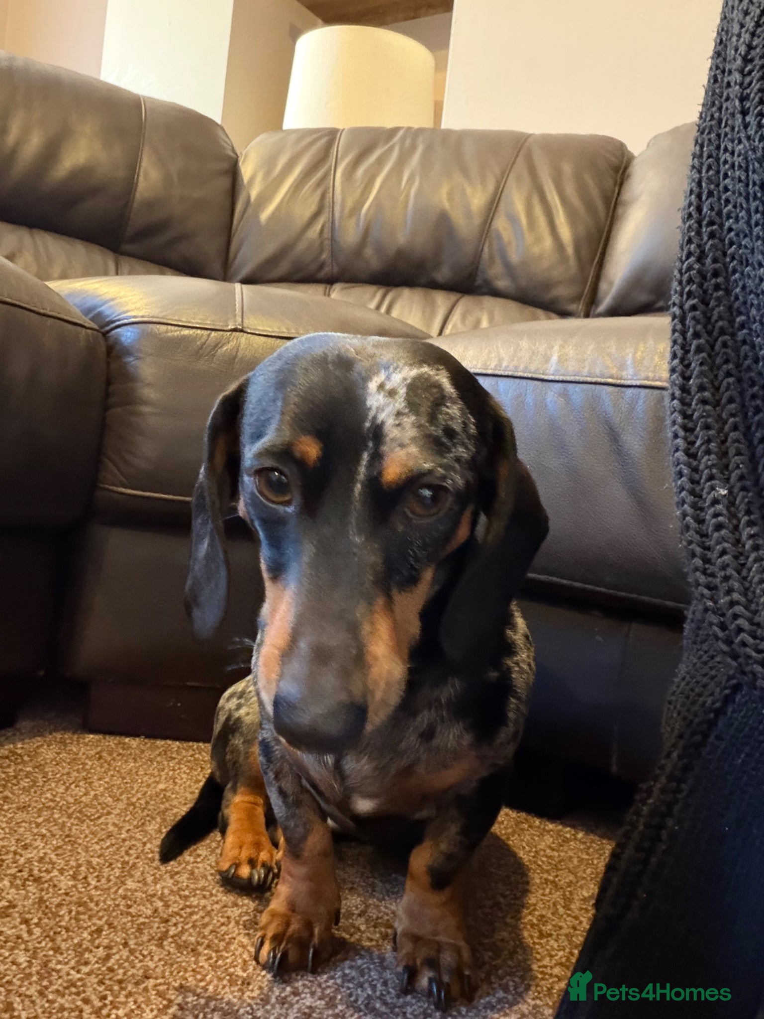 Miniature Dachshund dogs Patch 3 yr old dachshund  - Advert 13