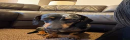Miniature Dachshund dogs for sale: COCO AND PATCH MINIATURE DACHSHUNDS  - Advert 2