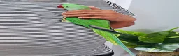 Parrots birds for sale: Beautiful hand tamed parrots for sale. - Advert 6