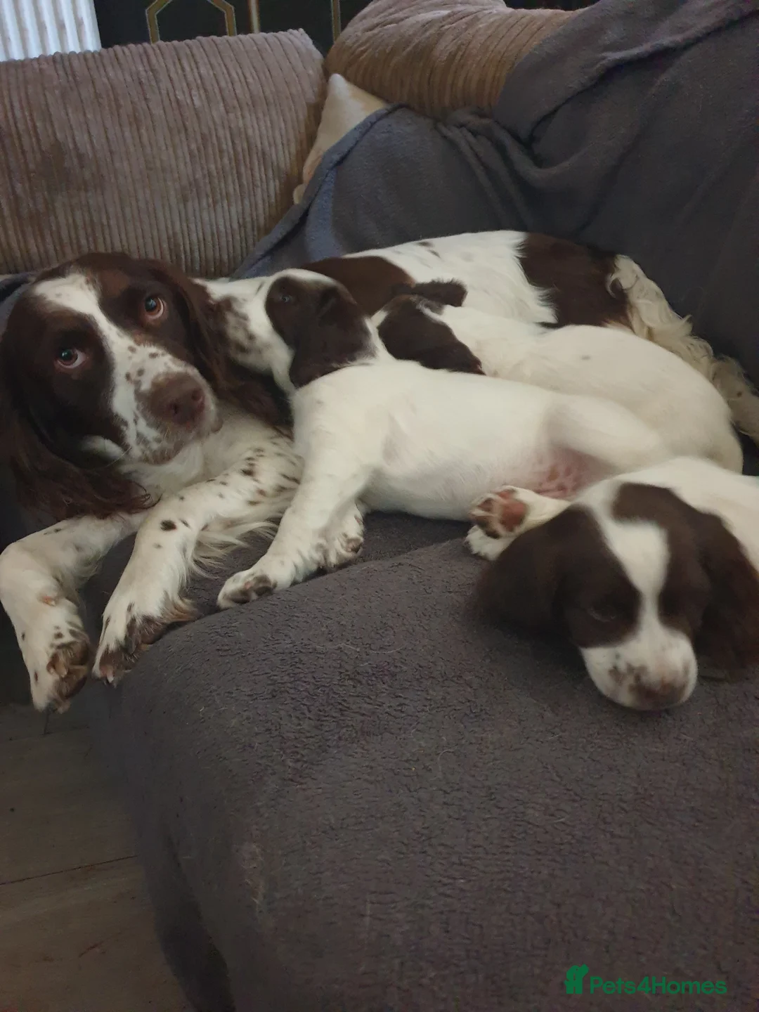 English Springer Spaniel dogs for sale: 2 kc registered boy dogs  in Buckley - Advert 7