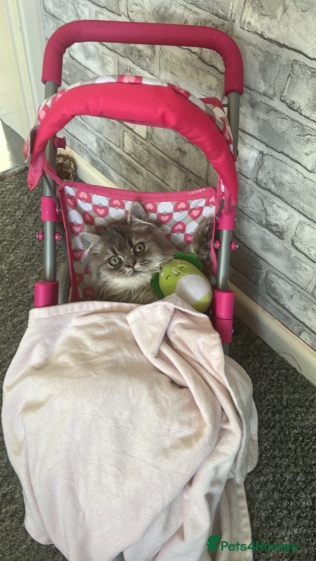 Persian cats for sale: Persian Chanchilla for Sale - Image 4