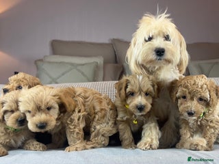 Maltipoo dogs STUNNING BOYS AND GIRL. DNA TESTED CLEAR FATHER - Advert 6