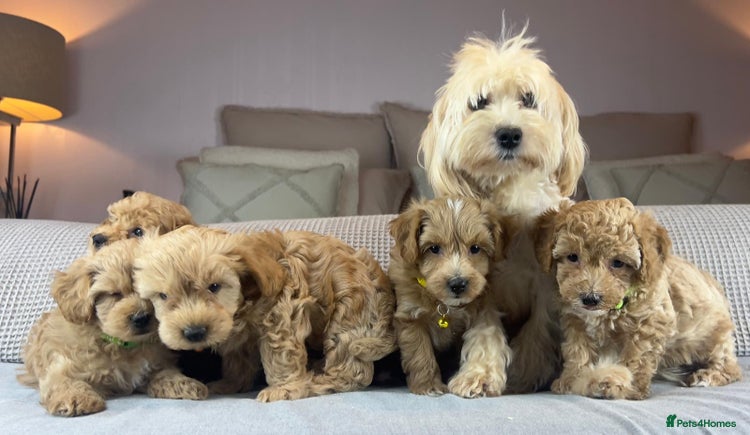 Maltipoo dogs - Advert 2