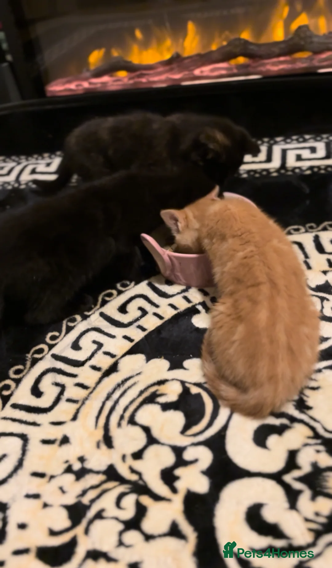 Mixed Breed cats for sale: Playful Loving Kittens Looking For Forever Homes - Advert 1