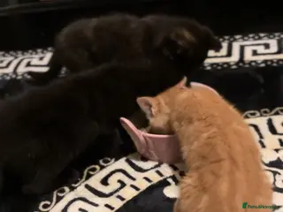 Mixed Breed cats Playful Loving Kittens Looking For Forever Homes - Advert 1