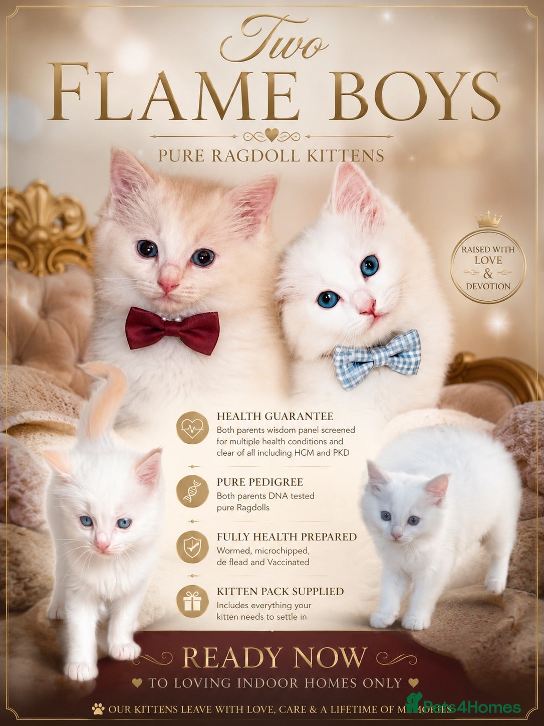 Ragdoll cats Ready now, rare flame red boys  - Advert 5