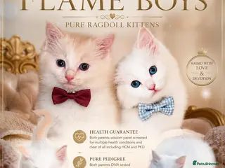 Ragdoll cats Ready now, rare flame red boys - Advert 5