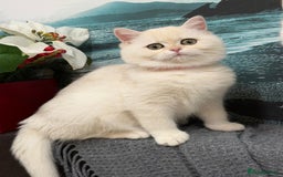 British Shorthair cats for sale: Stunning BSH golden/silver Kittens TICA - Advert 6
