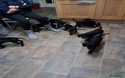 Mixed Breed dogs for sale: Sprollies - Image 3
