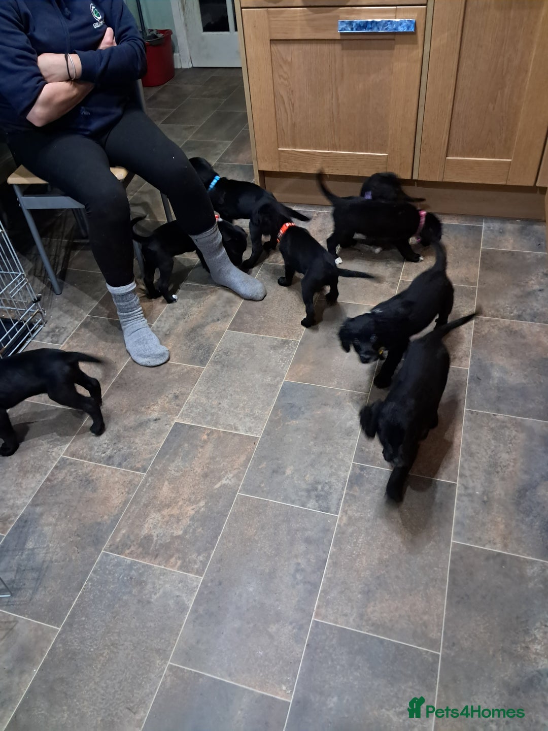 Mixed Breed dogs for sale: Sprollies - Image 3