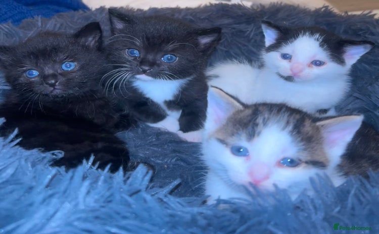 British Shorthair cats two female black and white kittens - Advert 1