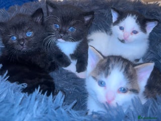 British Shorthair cats female white and black kitten - Advert 2