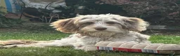 Cockapoo dogs for sale: Chocolate/Silver beige Multigen puppies - Advert 29