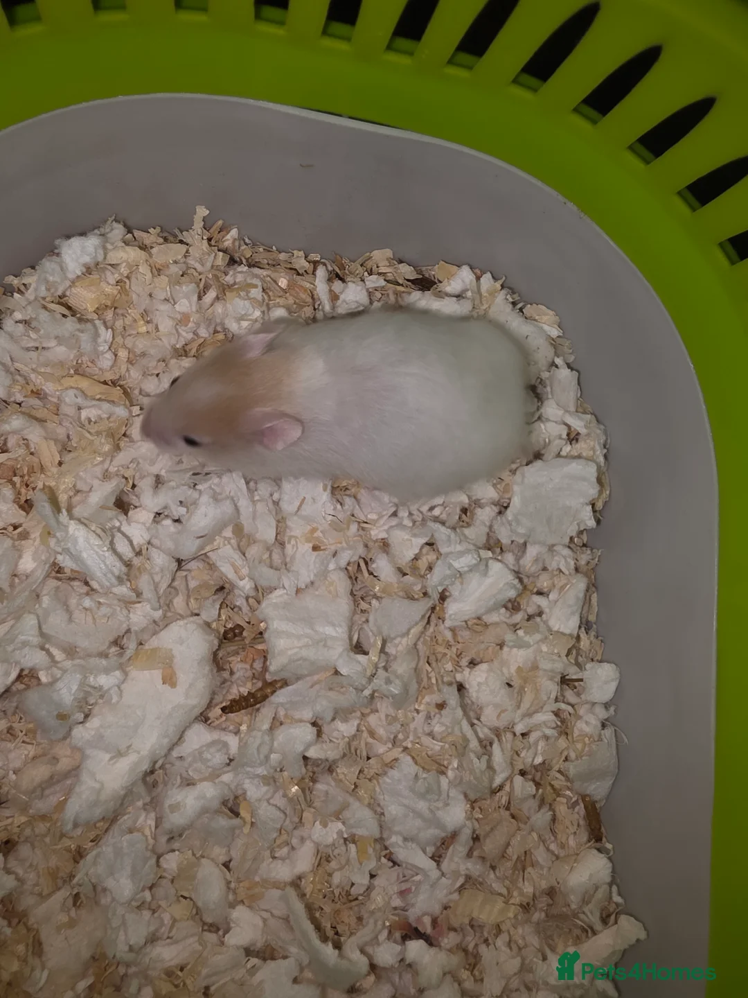 Hamster rodents for sale: Mixed Hamster Syrian - Advert 6