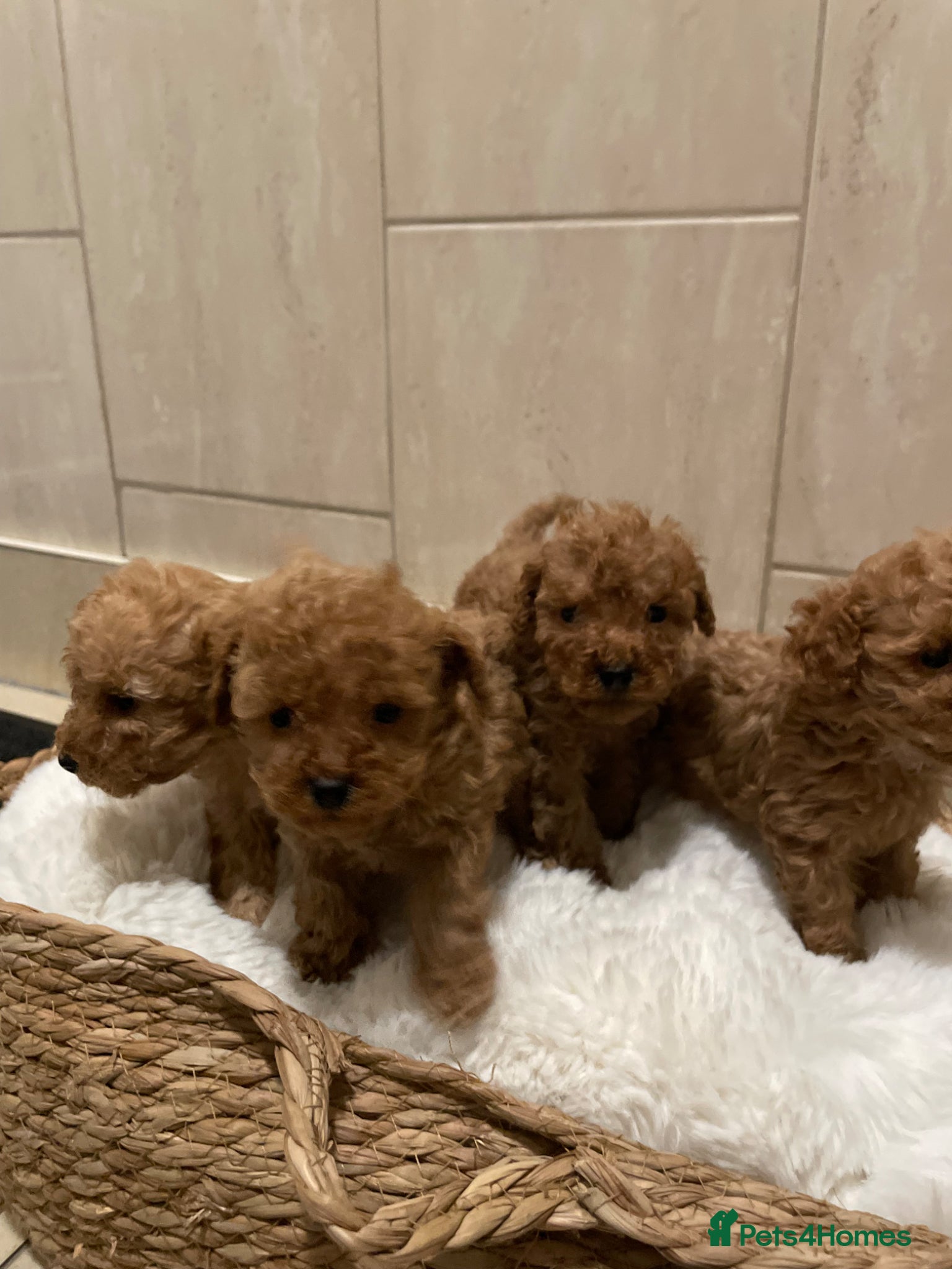 Toy Poodle dogs Toy poodle  - Advert 1