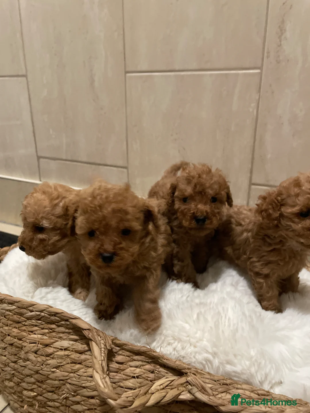 Toy Poodle dogs for sale: Toy poodle  - Advert 1