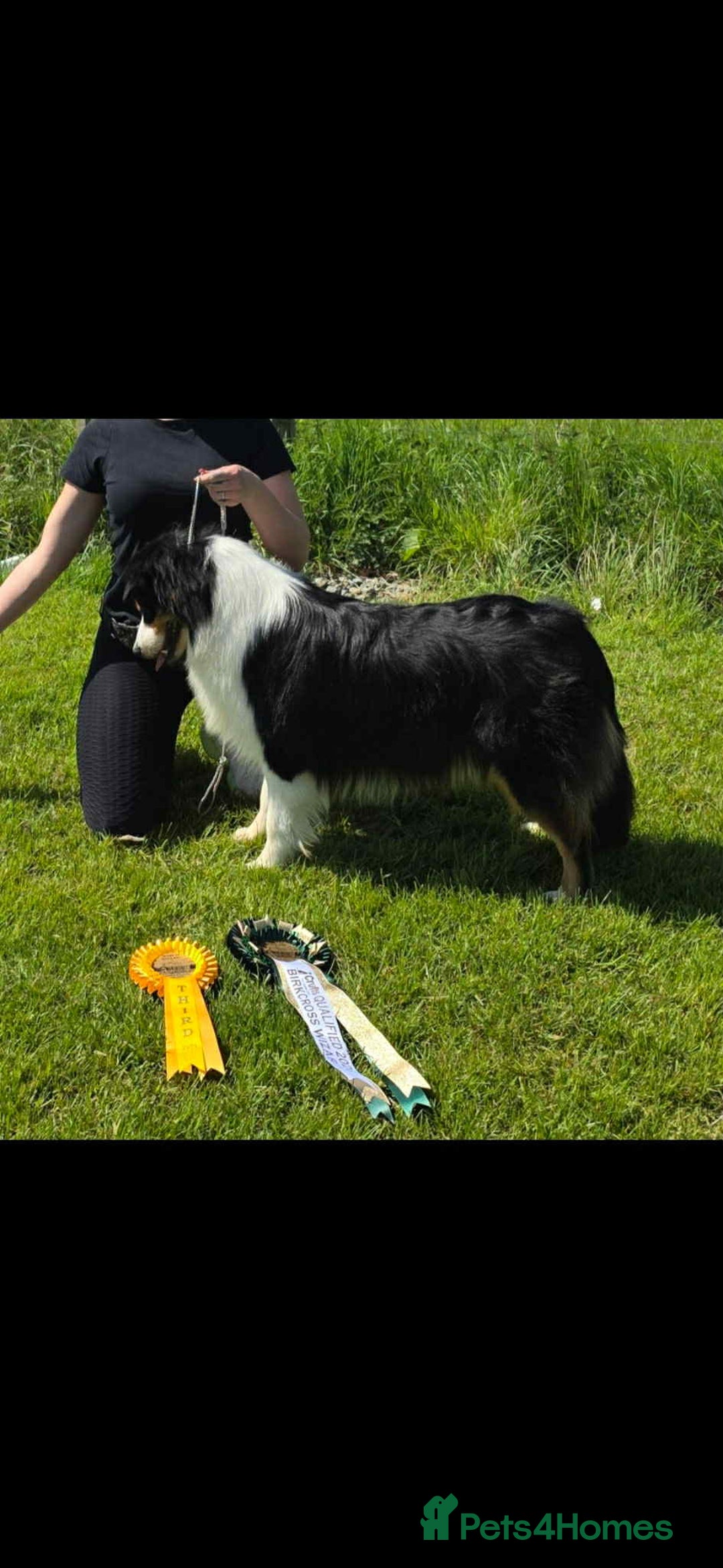 Australian Shepherd dogs for sale: Expected KC & health tested litter of Aussie pups - Advert 4