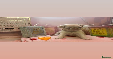 Pug dogs - Advert 1