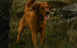 Golden Retriever dogs for sale: Stunning Golden Retrievers - Image 5