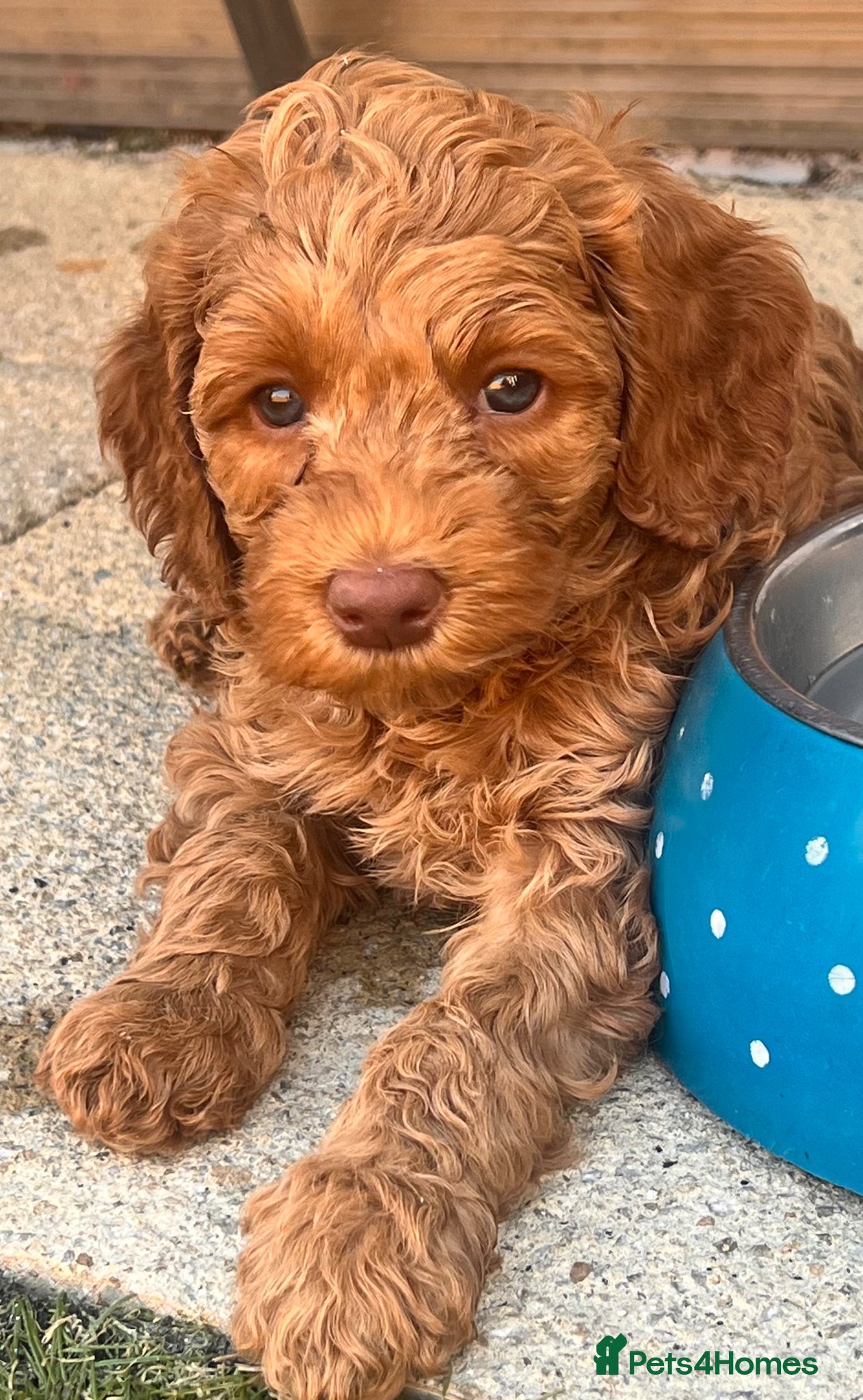 Australian Labradoodle dogs Last minute cancellation💙♥️Australian labradoodle - Advert 1
