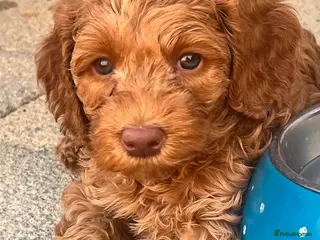 Australian Labradoodle dogs Last minute cancellation💙♥️Australian labradoodle - Advert 1
