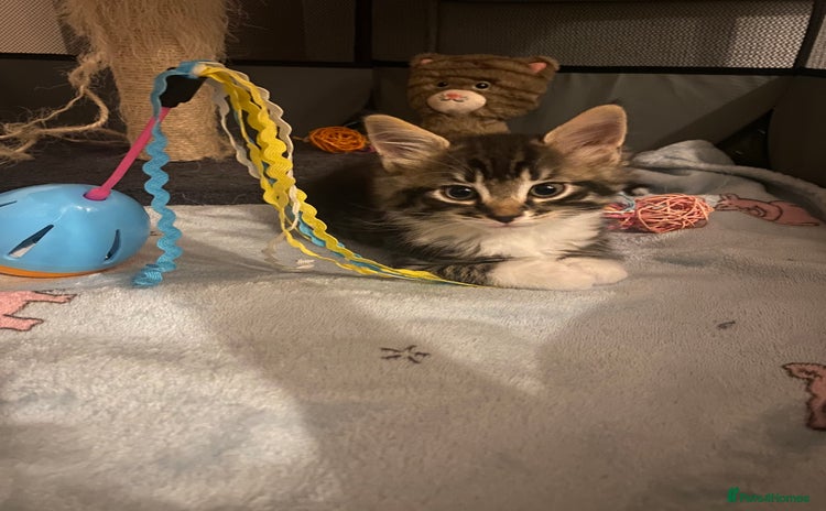 Mixed Breed cats - Advert 8