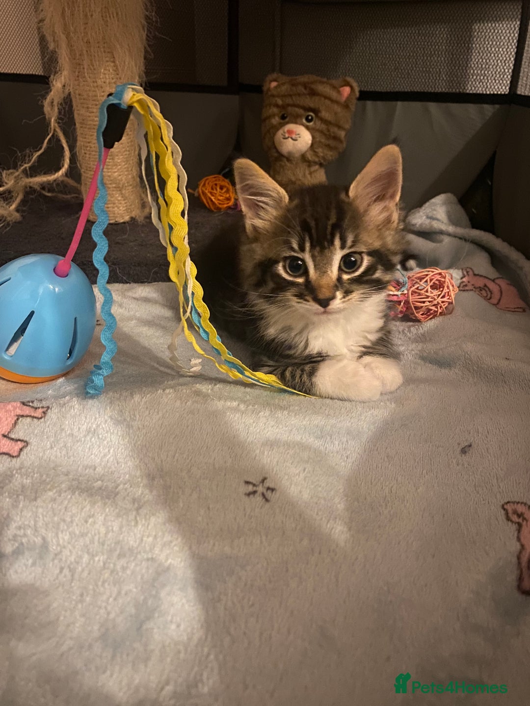Mixed Breed cats for sale: 4 beautiful kittens for sale , 3 boys 1 girl  - Image 1
