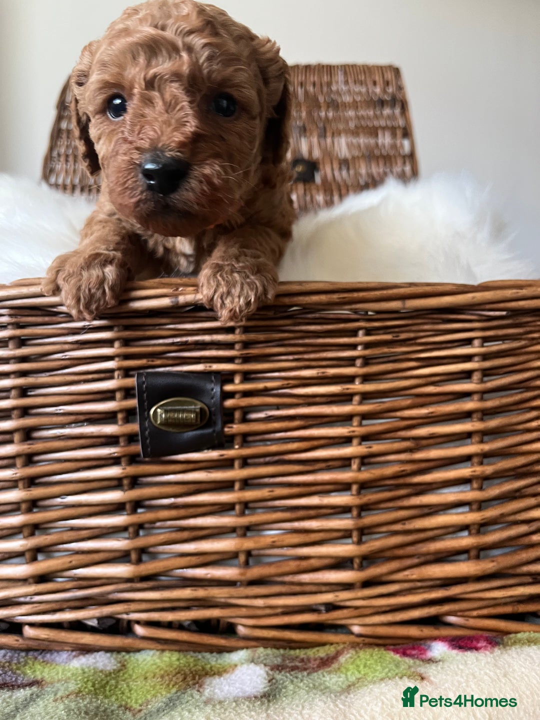 Toy Poodle dogs for sale: ***Stunning fox red Toy Poodle puppies*** - Advert 9