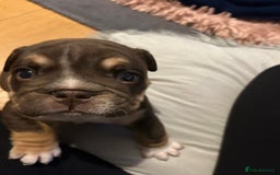 English Bulldog dogs for sale: 💖 5 Adorable English bulldog puppies 💖 - Image 15