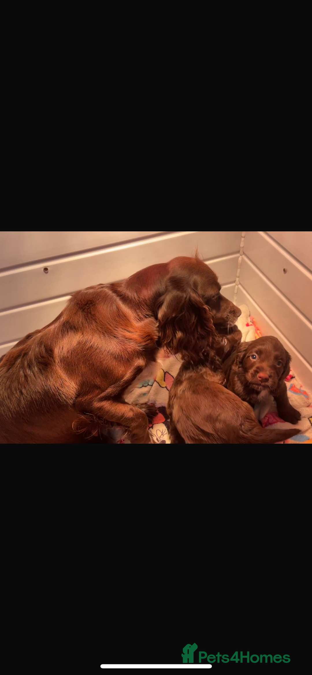Cocker Spaniel dogs for sale: Cocker Spaniel Puppies for sale  - Advert 1