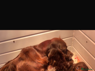 Cocker Spaniel dogs Cocker Spaniel Puppies for sale - Advert 2