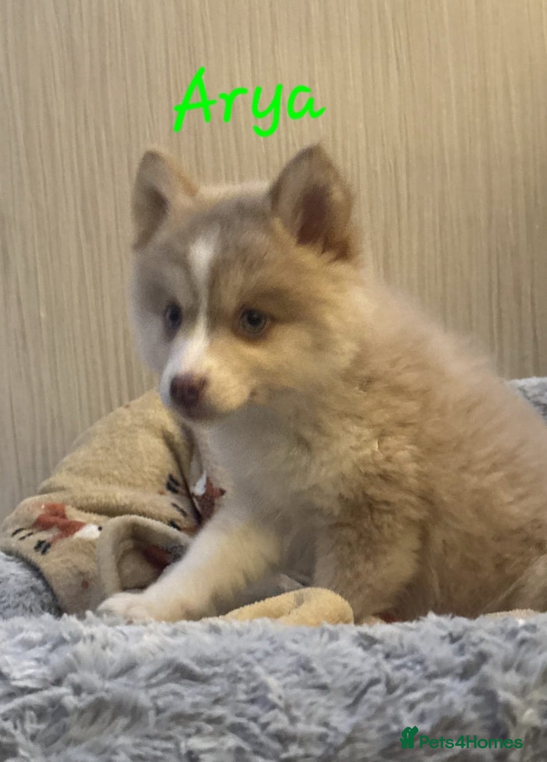 Pomsky dogs for sale: 3 Boys leftStunning Blue eyed F4 Pomsky pups - Advert 3