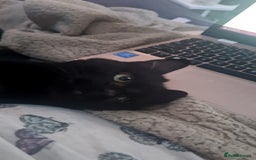 Bombay cats for sale: Cat for rehoming - Image 6