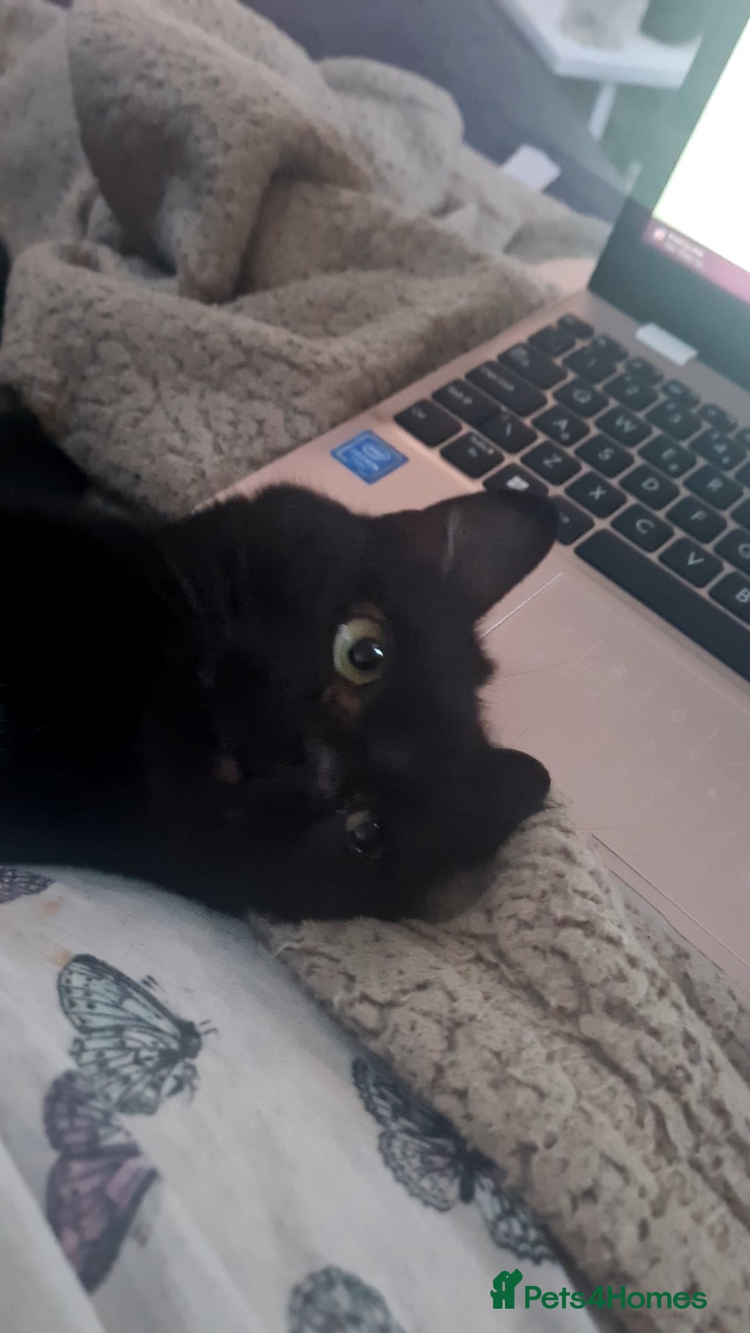 Bombay cats for sale: Cat for rehoming - Image 6