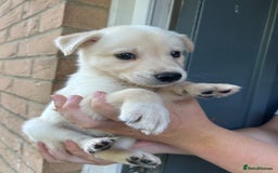Mixed Breed dogs for sale: Huskador puppy’s!  - Image 4