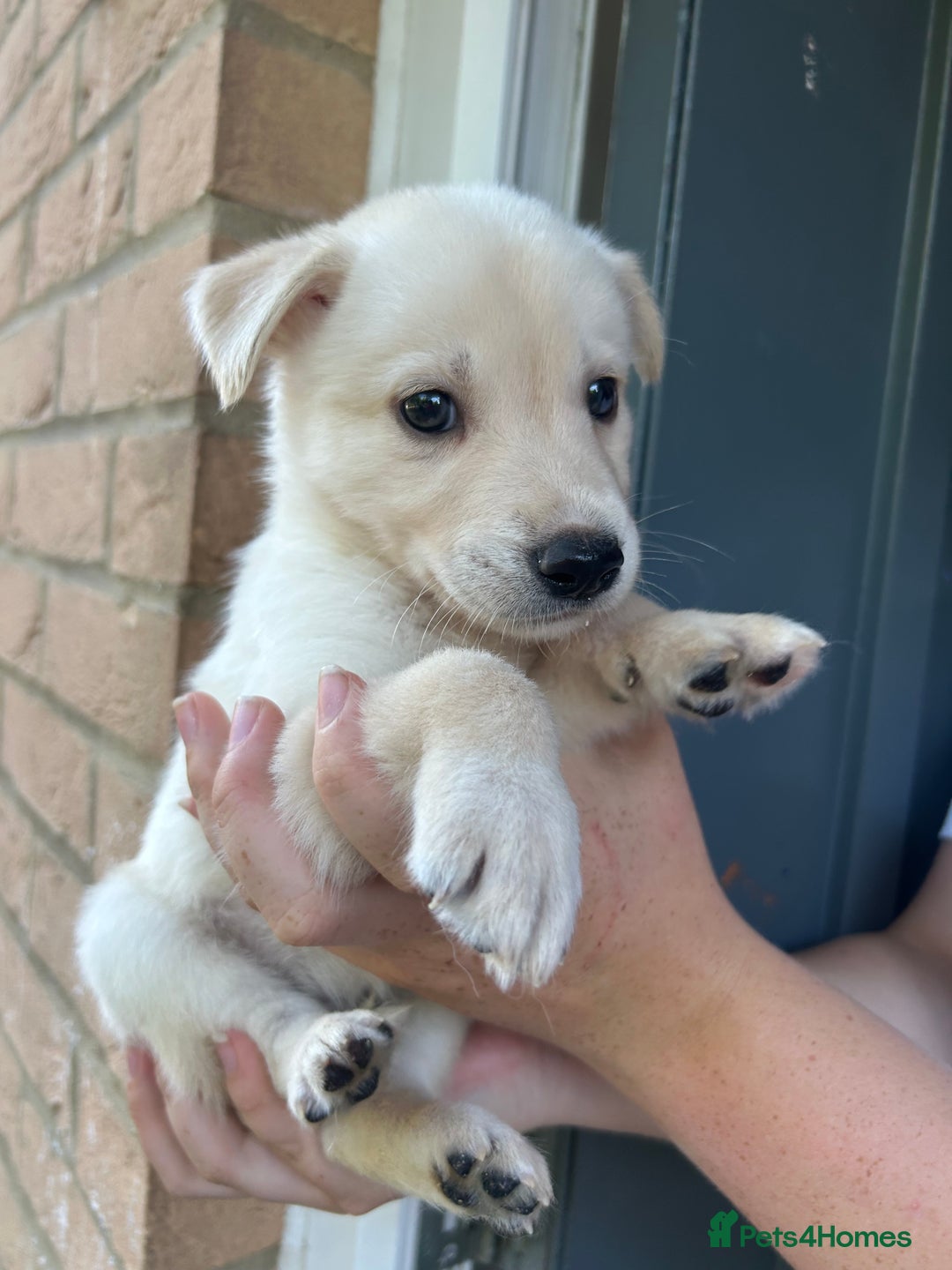 Mixed Breed dogs for sale: Huskador puppy’s!  - Image 4