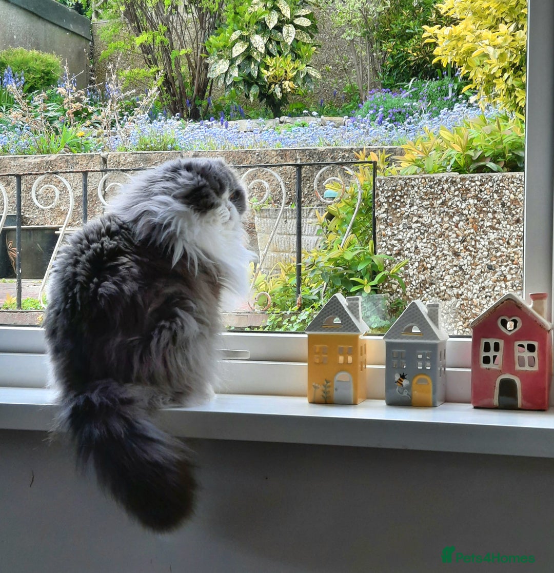 Scottish Fold cats for sale: TICA Registered: Scottish Fold Neutered Young Girl - Advert 9